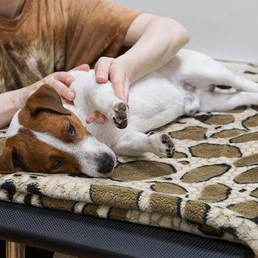 Six Reasons to Give Your Dog a Massage