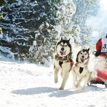 Everything You Need to Know About Sled Dog Rallies
