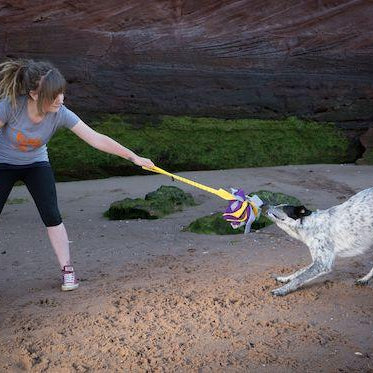 How To Teach Your Dog To Play Tug Of War Safely: A 7-Step Guide