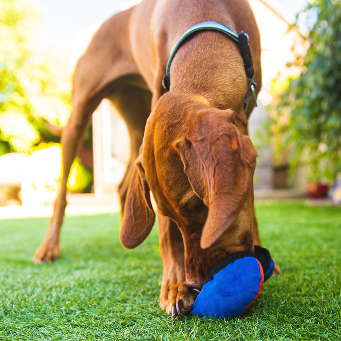 The Clam - Treat dispensing dog toy